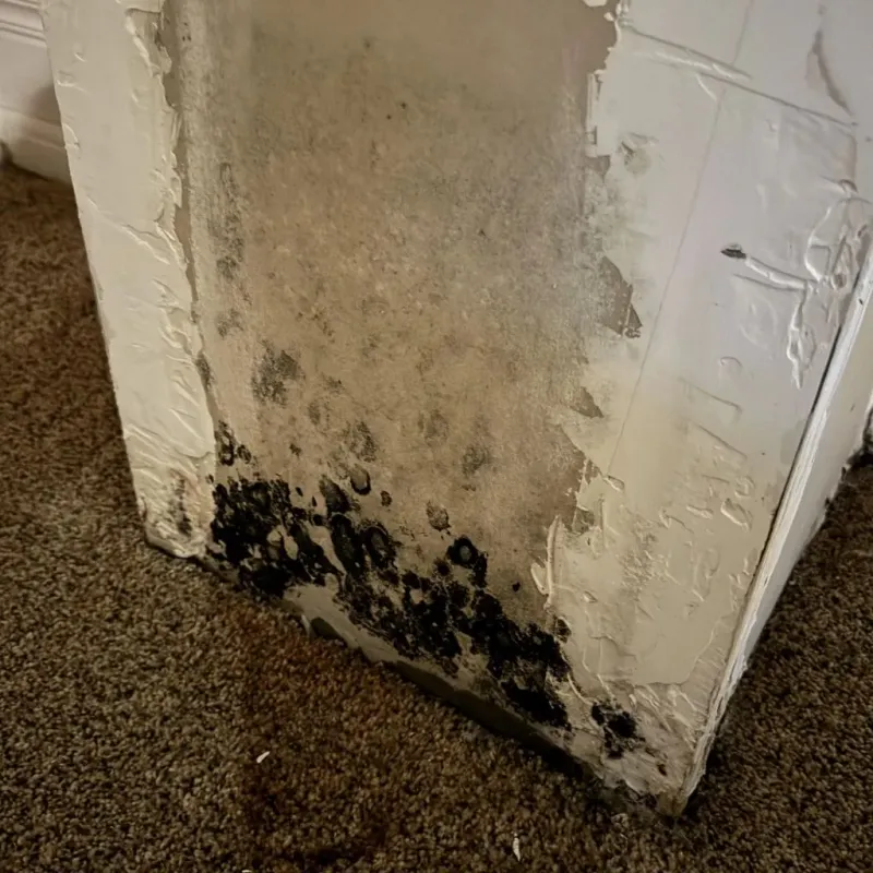 Professional Mold Removal in Philadelphia, MS